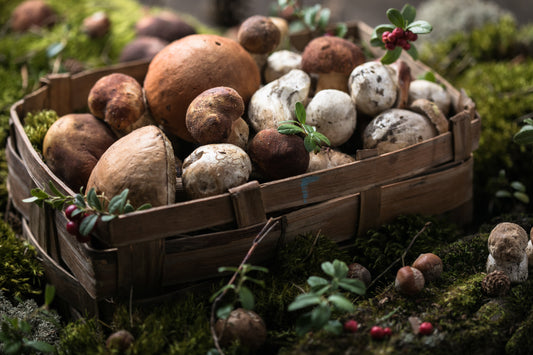 Exploring the Power of Mushrooms for the Elderly